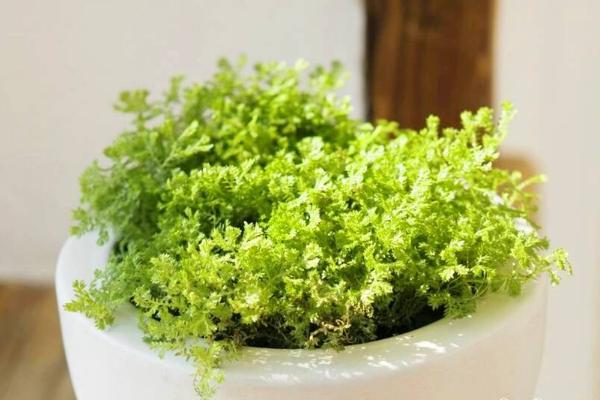 翠云草怎么浇水（多久浇一次） 翠云草繁殖方法