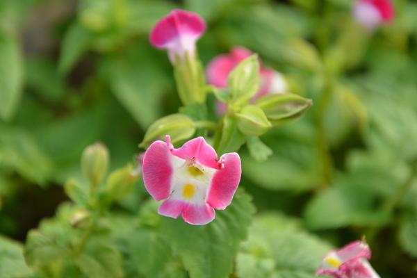 夏堇扦插繁殖方法 夏堇的播种方法