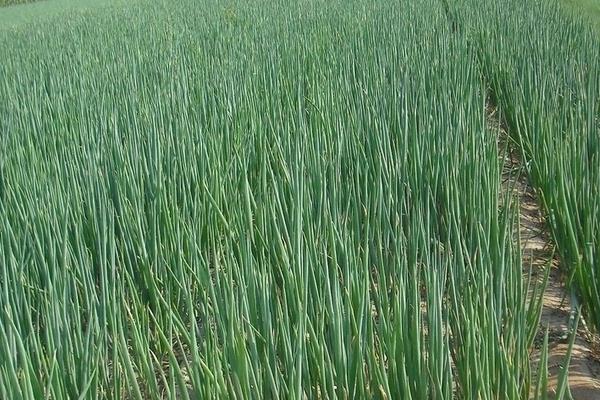 香葱什么时候种最合适（几月） 怎么在阳台上种小香葱