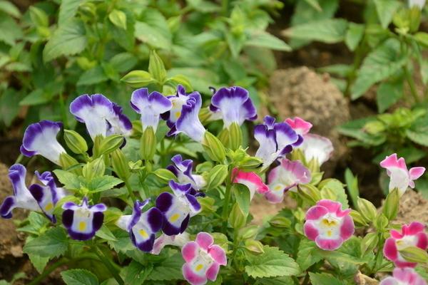 夏堇扦插繁殖方法 夏堇的播种方法