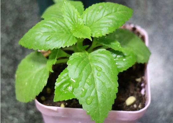 夏堇扦插繁殖方法 夏堇的播种方法