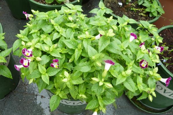 夏堇扦插繁殖方法 夏堇的播种方法