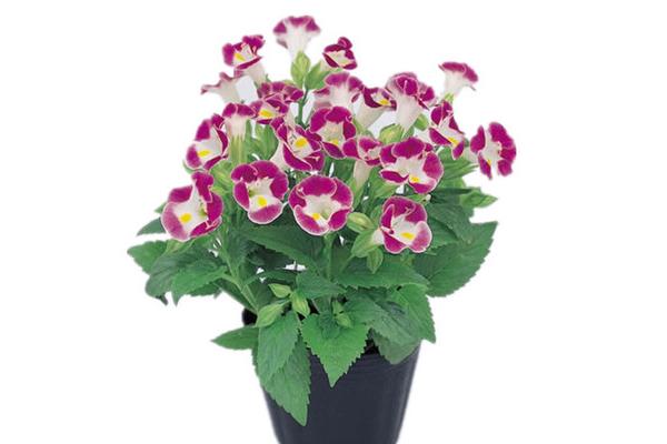 夏堇扦插繁殖方法 夏堇的播种方法