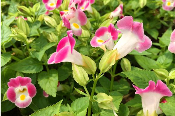 夏堇扦插繁殖方法 夏堇的播种方法