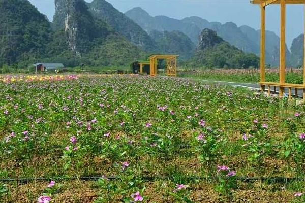 醉蝶花种子市场价格多少钱一斤 醉蝶花种子怎么种