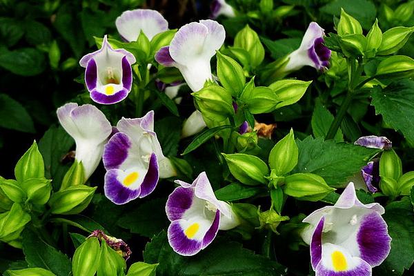 夏堇什么时候开花（几月） 夏堇花期是什么时候