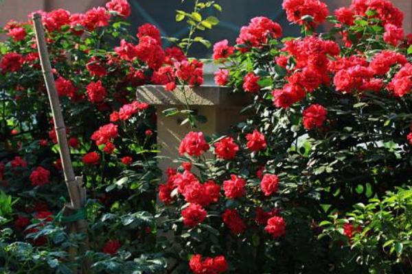 藤本月季扦插繁殖方法 藤本月季怎么施肥