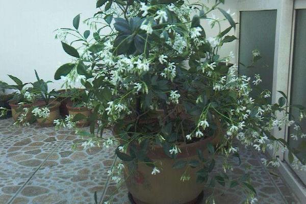 络石花怎么浇水(多久浇一次) 络石花怎么施肥