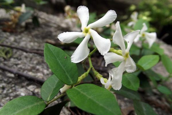 络石怎么养（盆景） 络石养殖方法与注意事项