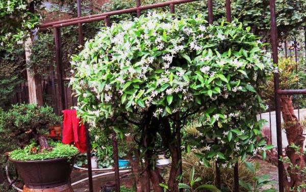 络石花怎么浇水(多久浇一次) 络石花怎么施肥