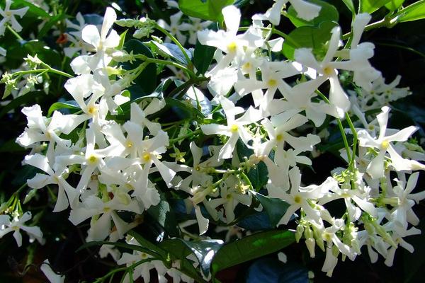 络石花怎么浇水(多久浇一次) 络石花怎么施肥