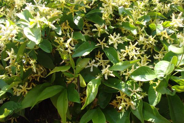 络石花怎么浇水(多久浇一次) 络石花怎么施肥