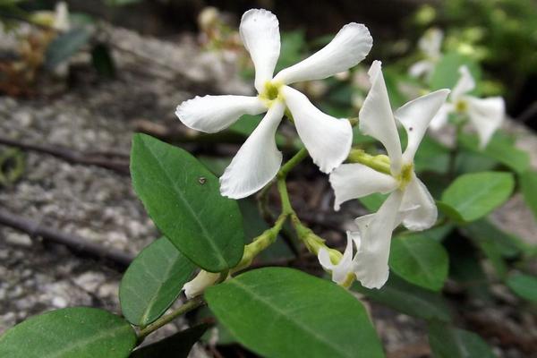 络石花怎么浇水(多久浇一次) 络石花怎么施肥