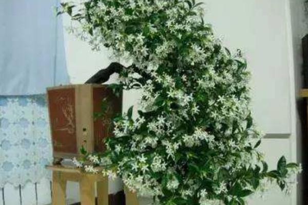 络石怎么养（盆景） 络石养殖方法与注意事项