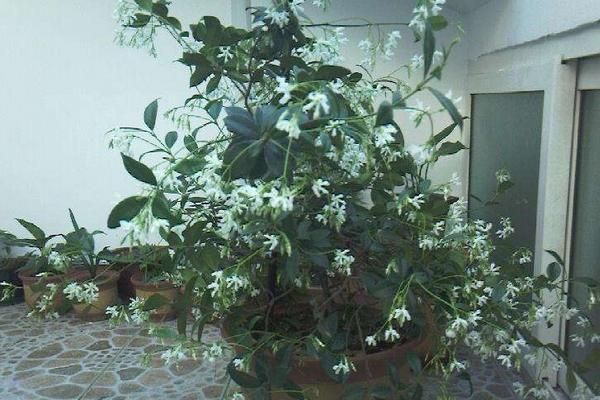 络石怎么养（盆景） 络石养殖方法与注意事项