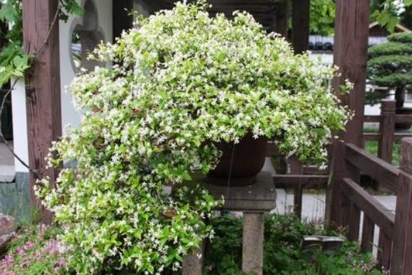 络石怎么养（盆景） 络石养殖方法与注意事项