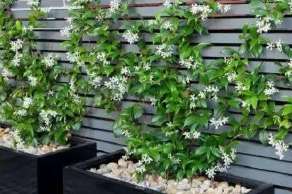 络石怎么养（盆景） 络石养殖方法与注意事项