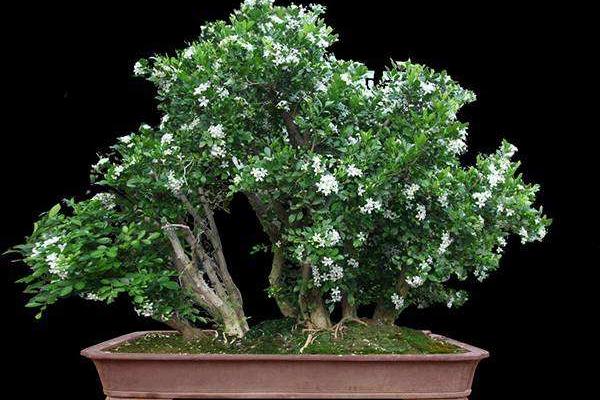 络石怎么养（盆景） 络石养殖方法与注意事项