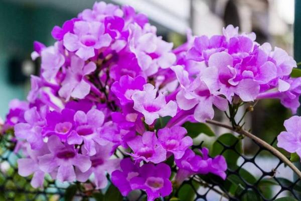 蒜香藤怎样长得快 蒜香藤一年长多少米