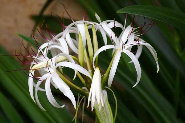 文殊兰几年开花 文殊兰什么时候开花（几月）