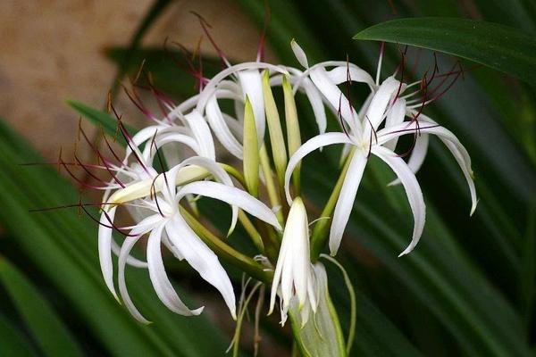 文殊兰图片大全 文殊兰花语及寓意