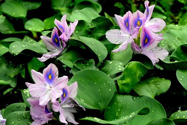 凤眼蓝怎么养 凤眼蓝养殖方法与注意事项