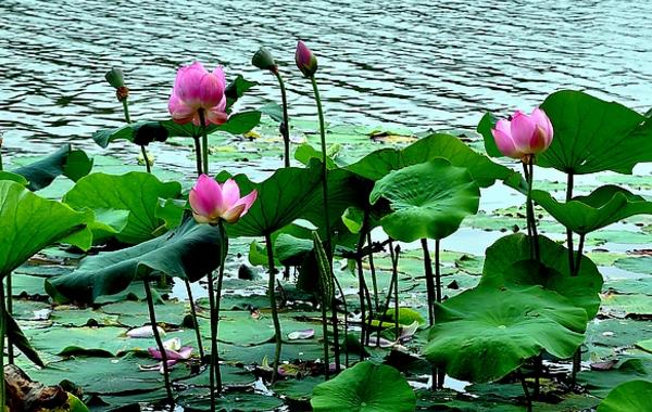 荷花怎么种 荷花种植方法与注意事项