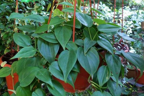 心叶藤怎么养 心叶藤养殖方法与注意事项