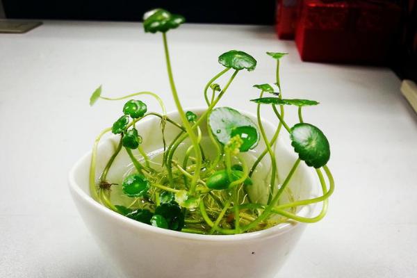 铜钱草能放在鱼缸吗 铜钱草为什么不能随便养