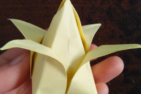 郁金香怎么折(图解步骤) 郁金香简笔画步骤教程