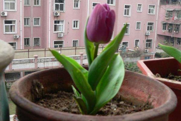 郁金香种球保存方法 郁金香种球什么时候发芽