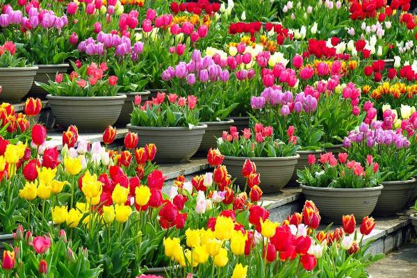 郁金香种球保存方法 郁金香种球什么时候发芽