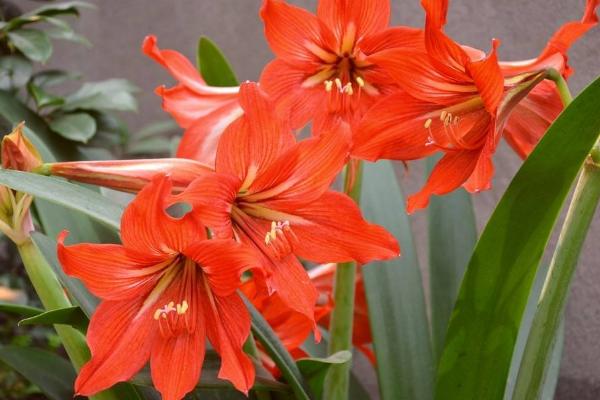 朱顶红有毒吗 朱顶红能放在室内卧室吗