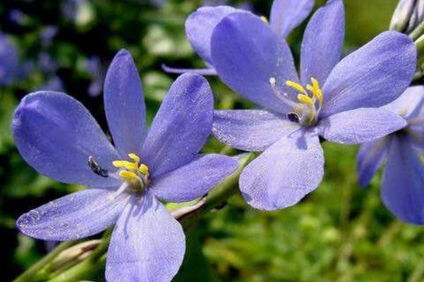 雨久花和梭鱼草的区别是什么  雨久花的功效和作用