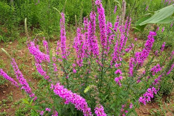千屈菜种子市场价格多少钱一斤  千屈菜的功效和作用