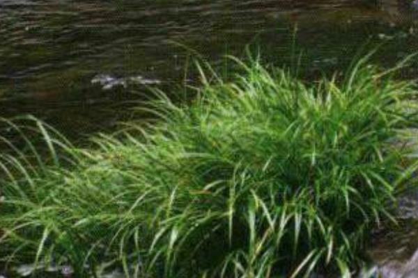 菖蒲的功效与作用及禁忌 菖蒲药用价值