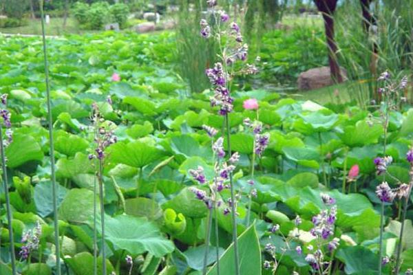 再力花和梭鱼草的区别是什么 再力花怎么养