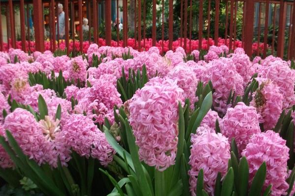 风信子图片大全 风信子花语及寓意