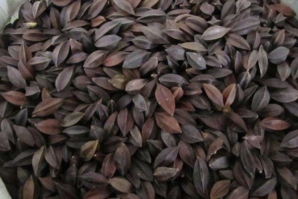 使君子功效与作用 使君子药用价值