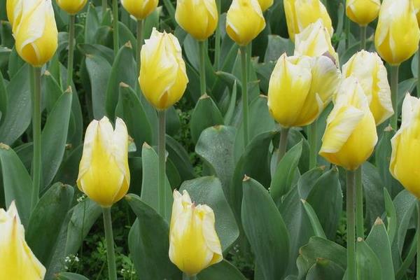 郁金香图片大全 郁金香花语及寓意 郁金香有哪些品种