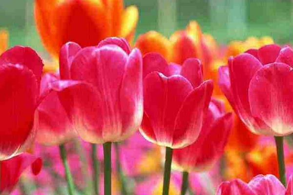 郁金香什么时候开花 郁金香花期是几月(什么季节)