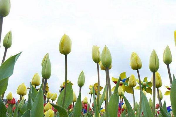 郁金香什么时候开花 郁金香花期是几月(什么季节)