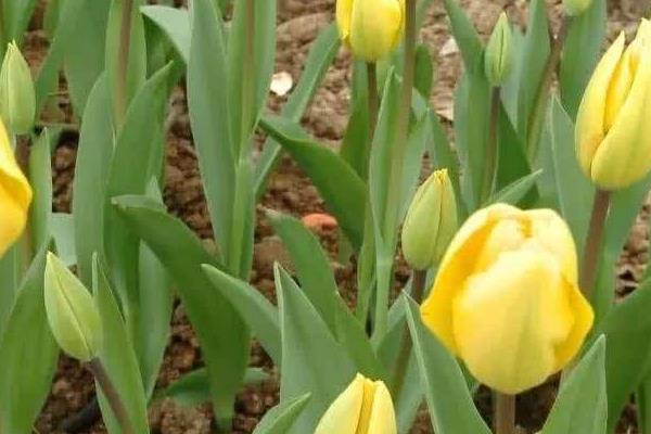 郁金香什么时候开花 郁金香花期是几月(什么季节)