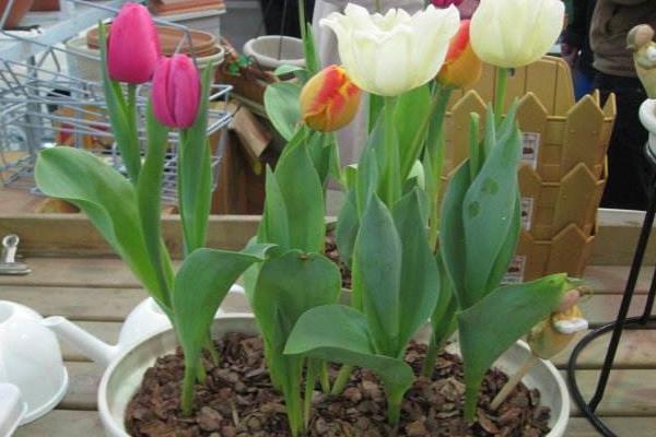 盆栽郁金香叶子变黄怎么办 郁金香盆栽掉叶子的解决方法