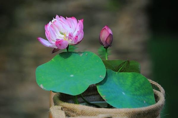 碗莲怎么种 碗莲的种植方法与注意事项