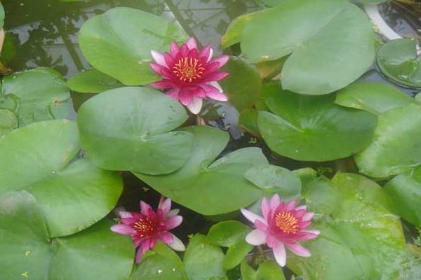 碗莲怎么种 碗莲的种植方法与注意事项