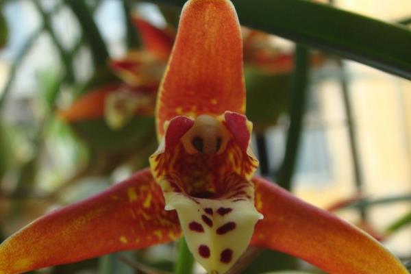 腋唇兰怎么种 腋唇兰种植方法与注意事项