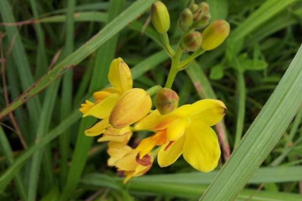 苞舌兰怎么养 苞舌兰养殖方法与注意事项