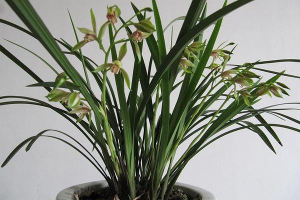 建兰什么时候开花(花期是几月) 怎样调控盆栽建兰的花期