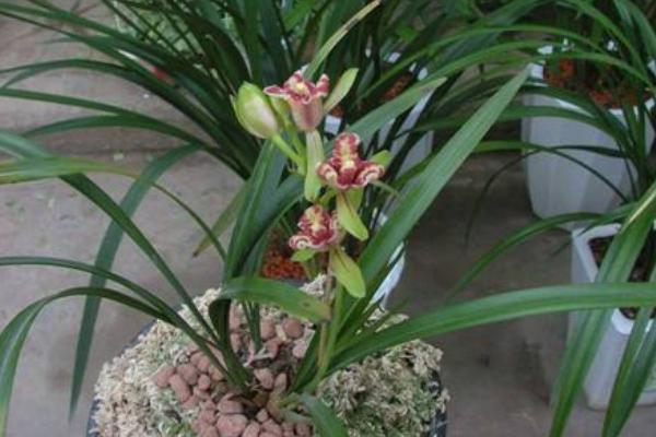 建兰什么时候开花(花期是几月) 怎样调控盆栽建兰的花期